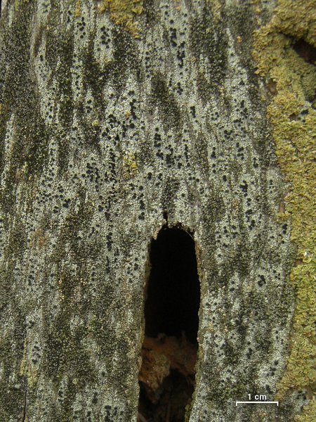 Cyphelium inquinans
