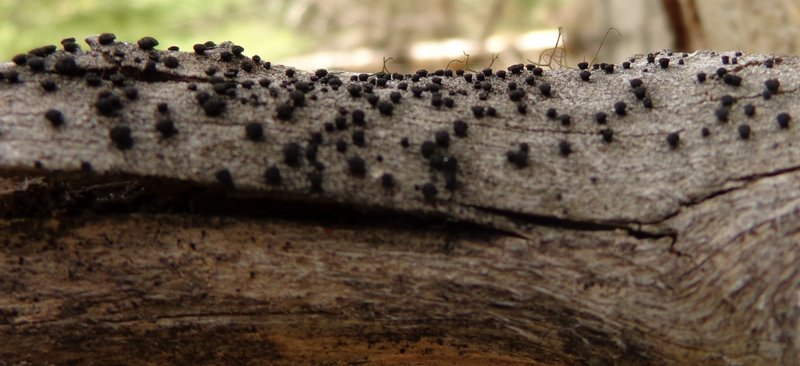 Cyphelium inquinans