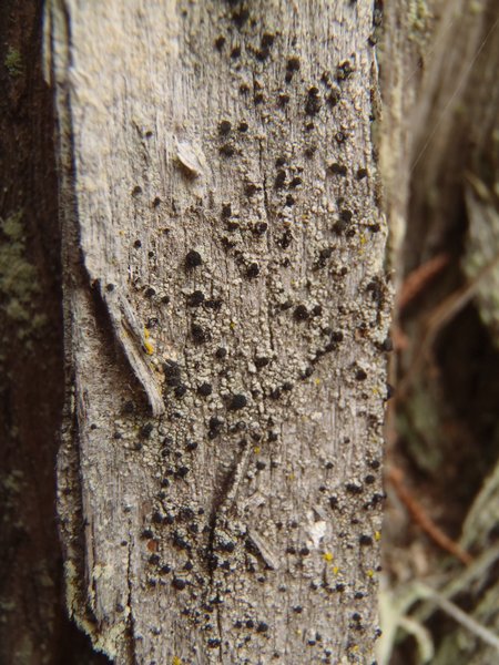 Cyphelium inquinans