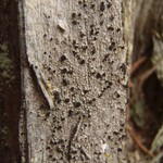 Cyphelium inquinans