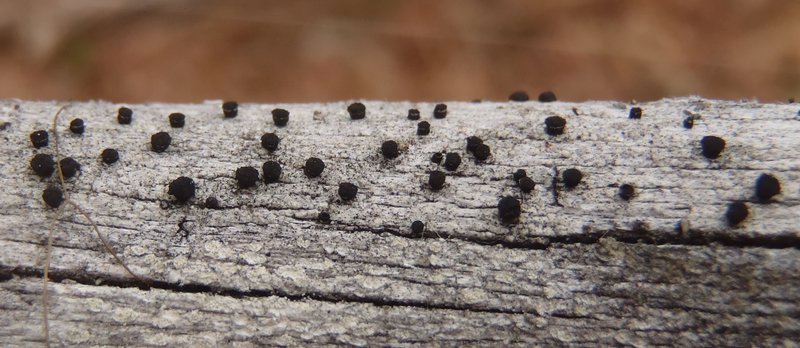 Cyphelium inquinans