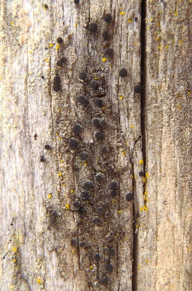 Cyphelium inquinans