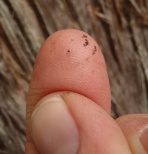 Cyphelium inquinans