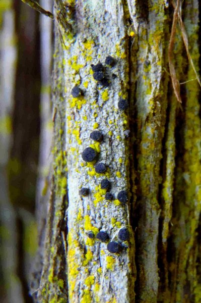 Cyphelium karelicum