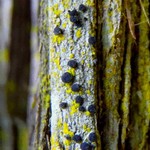 Cyphelium karelicum