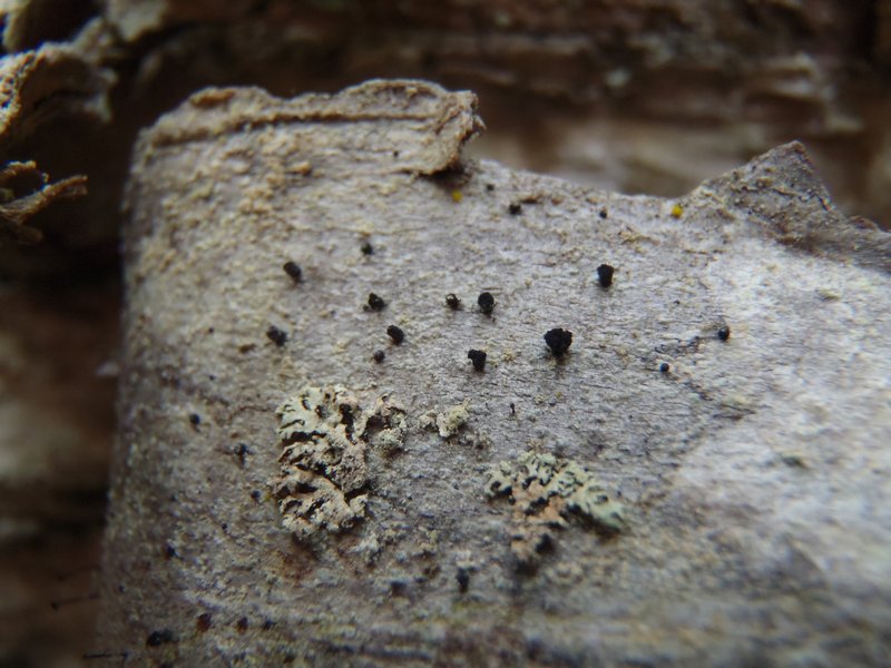 Cyphelium karelicum