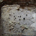 Cyphelium karelicum