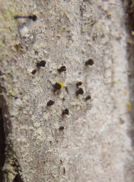 Cyphelium karelicum