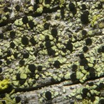 Cyphelium pinicola