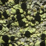 Cyphelium pinicola