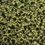 Cyphelium pinicola