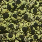 Cyphelium pinicola