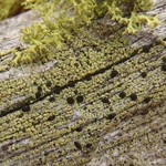 Cyphelium pinicola