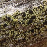 Cyphelium pinicola