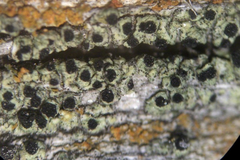 Cyphelium tigillare