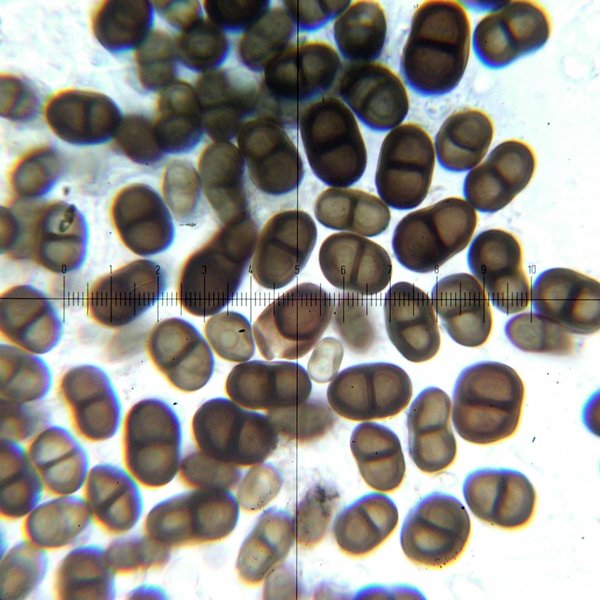 Cyphelium tigillare