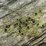 Cyphelium tigillare