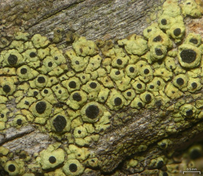 https://www.waysofenlichenment.net/lichens/Cyphelium/tigillare/Cyphelium_tigillare-jason-20150518_069_003_JH7968_sAZ%251.jpg