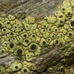 Cyphelium tigillare