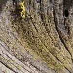 Cyphelium tigillare