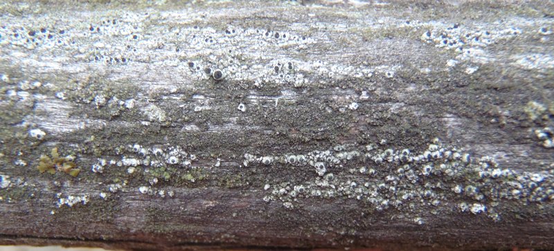 Cyphelium trachylioides