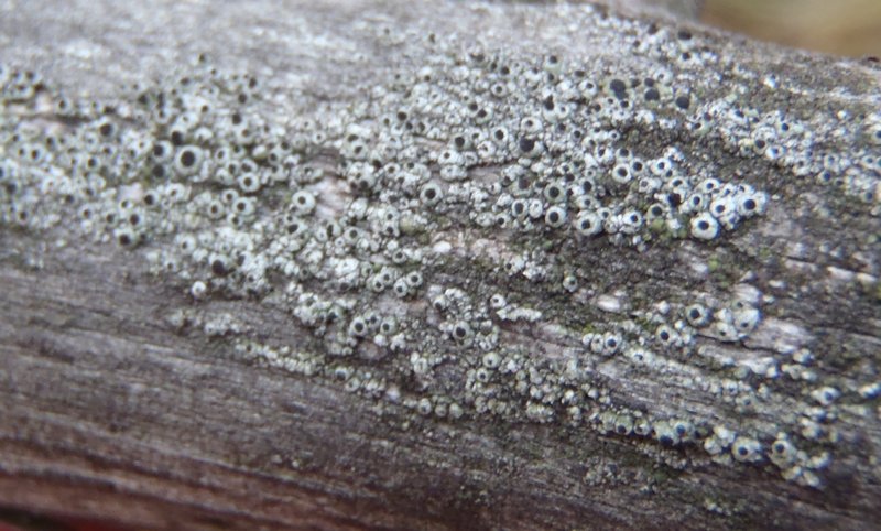 Cyphelium trachylioides