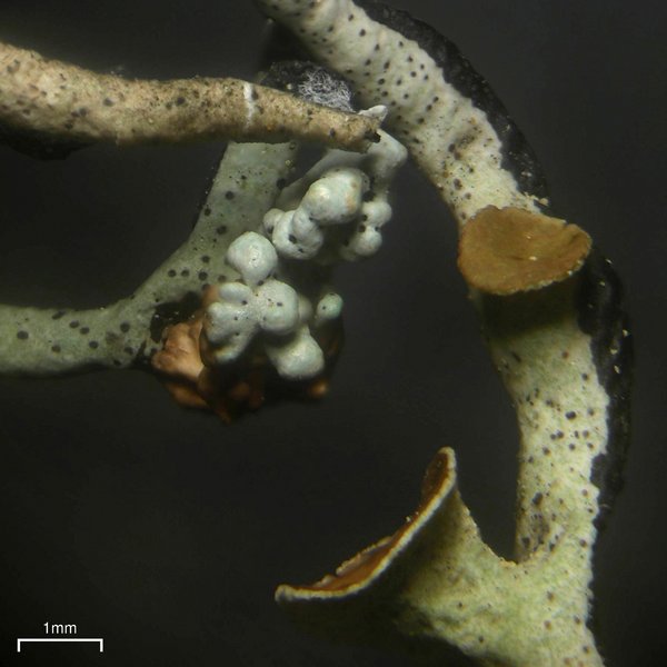 Cystobasidium hypogymniicola