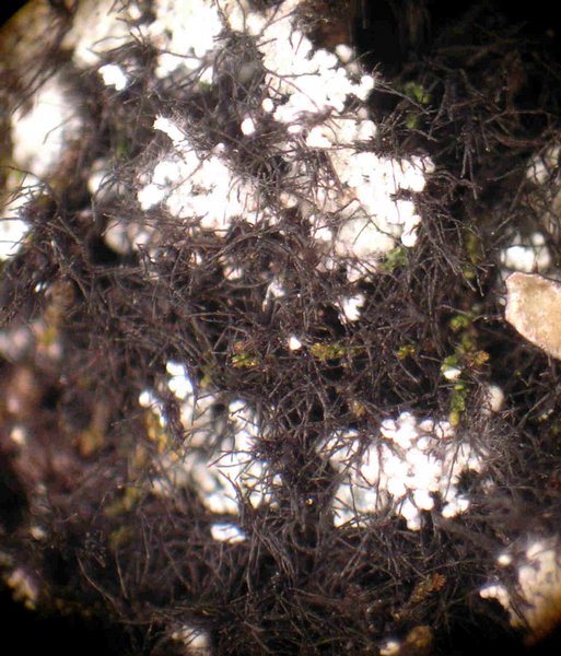 Cystocoleus ebeneus