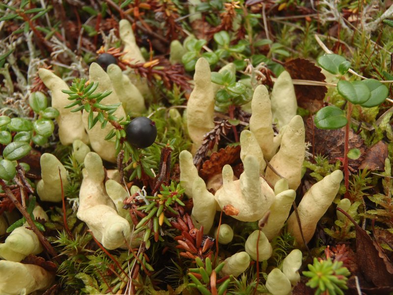 Dactylina arctica