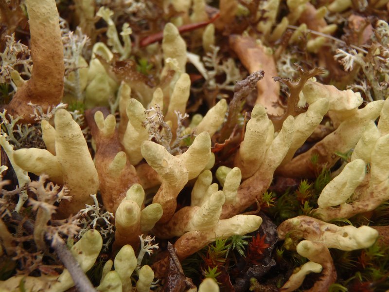 Dactylina arctica