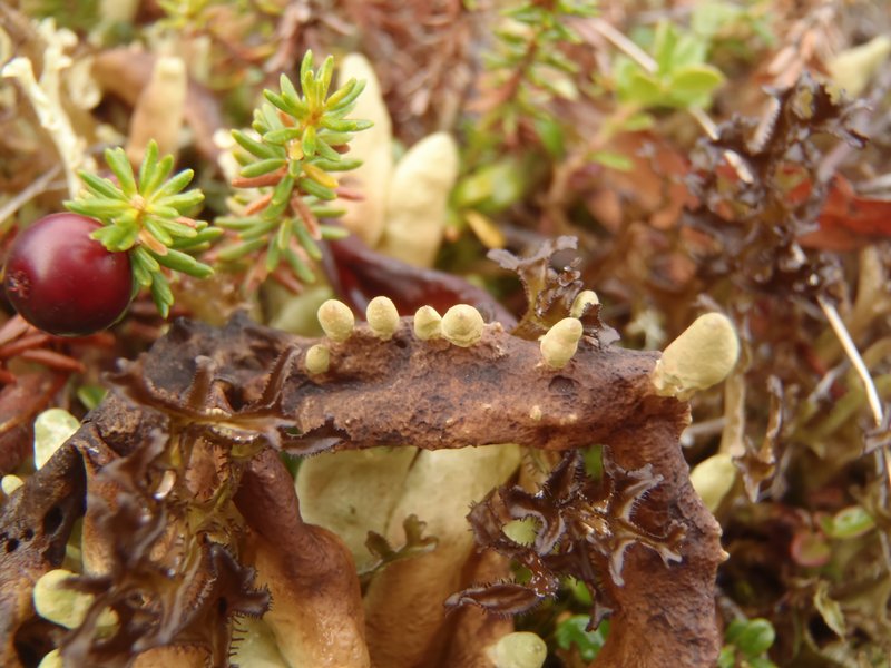 Dactylina arctica