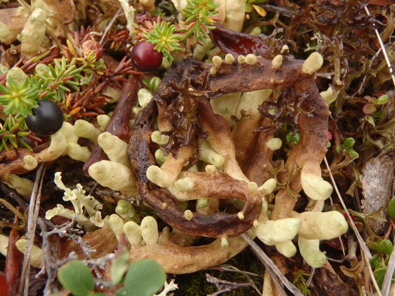 Dactylina arctica