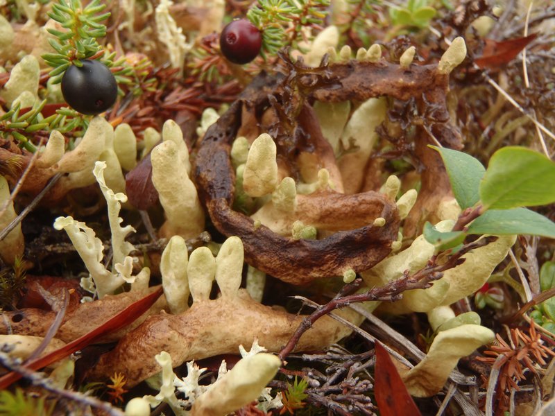 Dactylina arctica