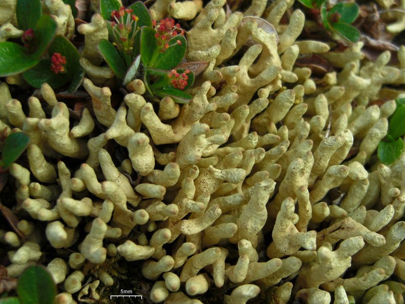 Dactylina arctica