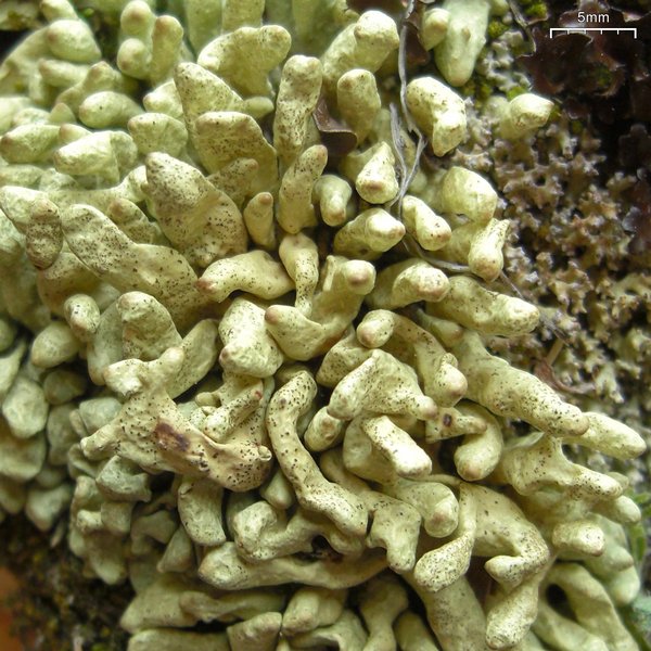Dactylina arctica