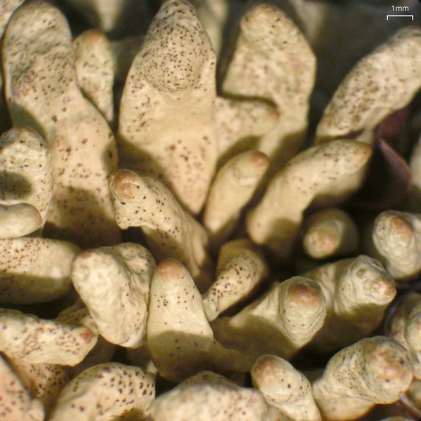 Dactylina arctica