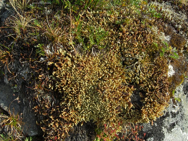 Dactylina arctica