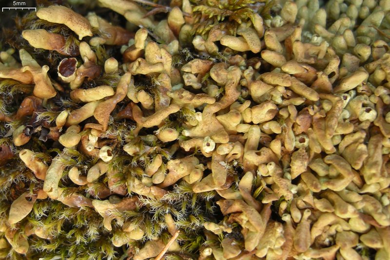 Dactylina arctica