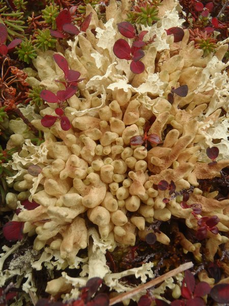 Dactylina arctica