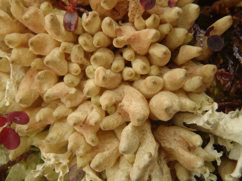 Dactylina arctica