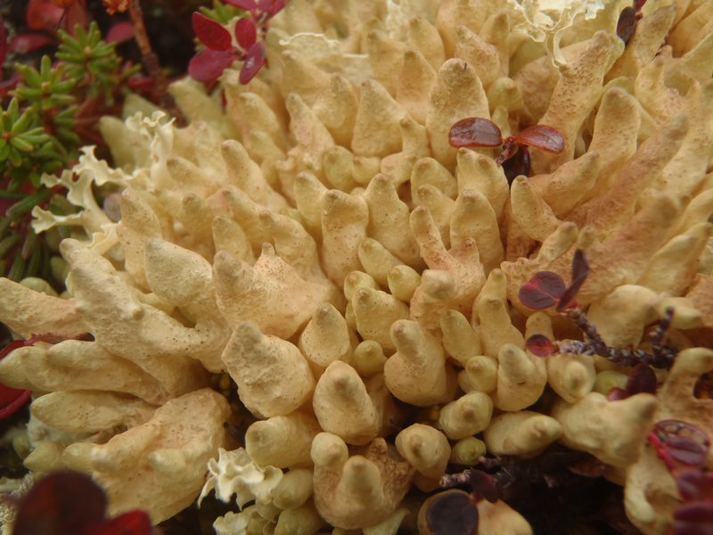 Dactylina arctica