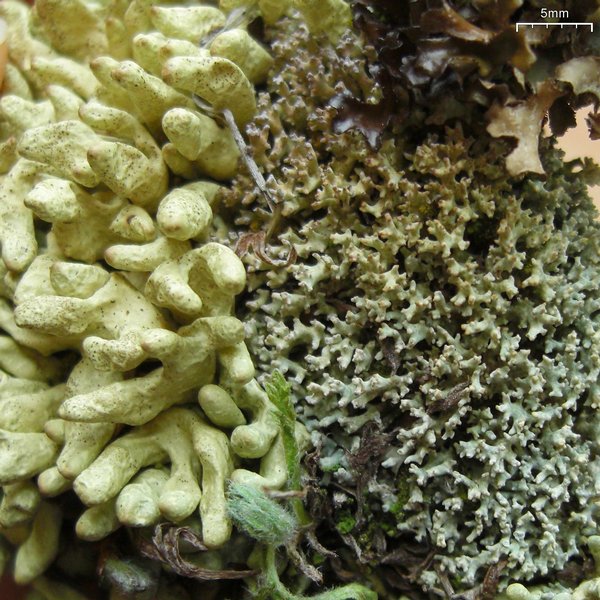 Dactylina arctica