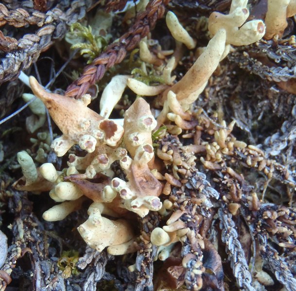 Dactylina arctica