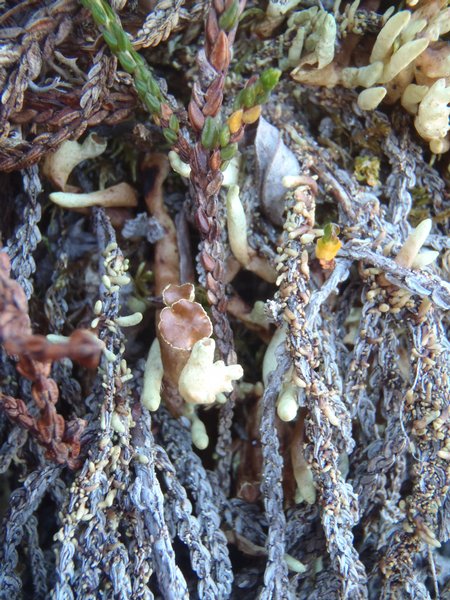 Dactylina arctica