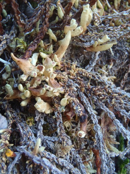 Dactylina arctica