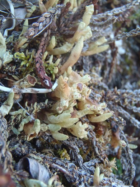Dactylina arctica