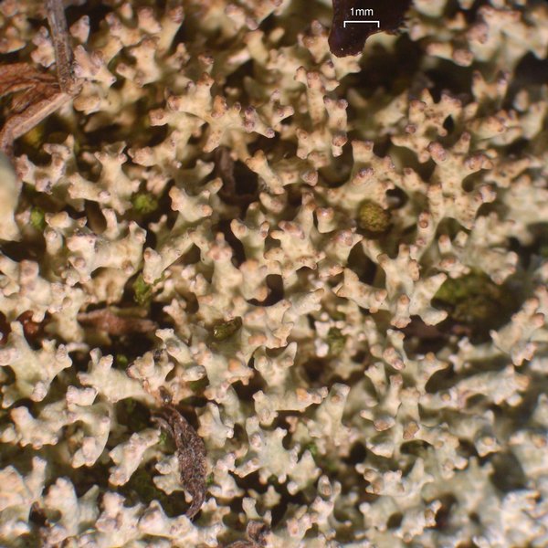 Dactylina ramulosa
