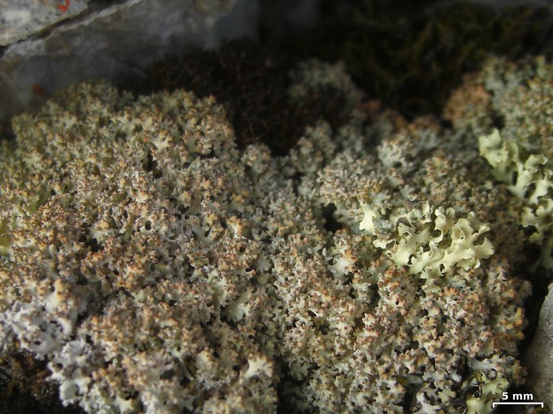 Dactylina ramulosa