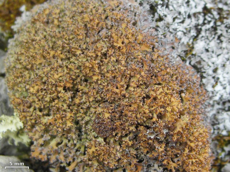 Dactylina ramulosa