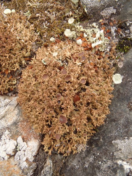 Dactylina ramulosa